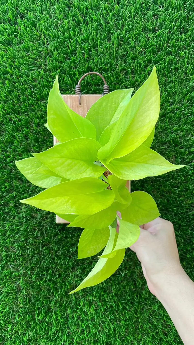 萊姆黃金葛 上板植物 居家擺設 牆面裝飾 送禮好物