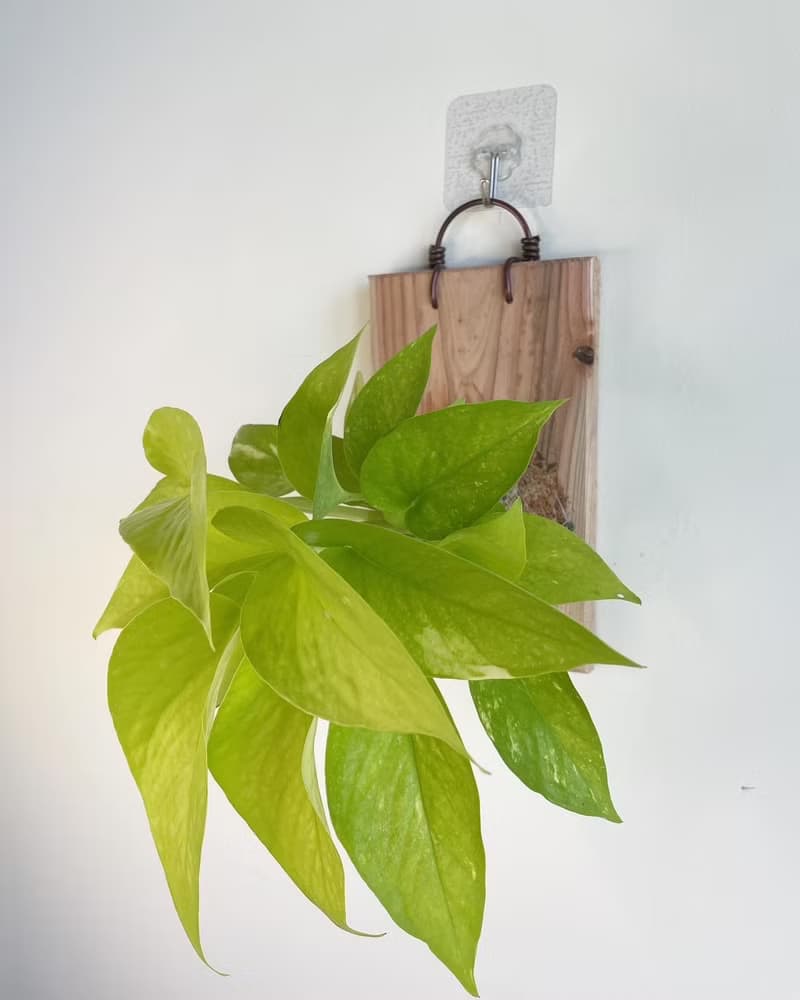 萊姆黃金葛 上板植物 居家擺設 牆面裝飾 送禮好物