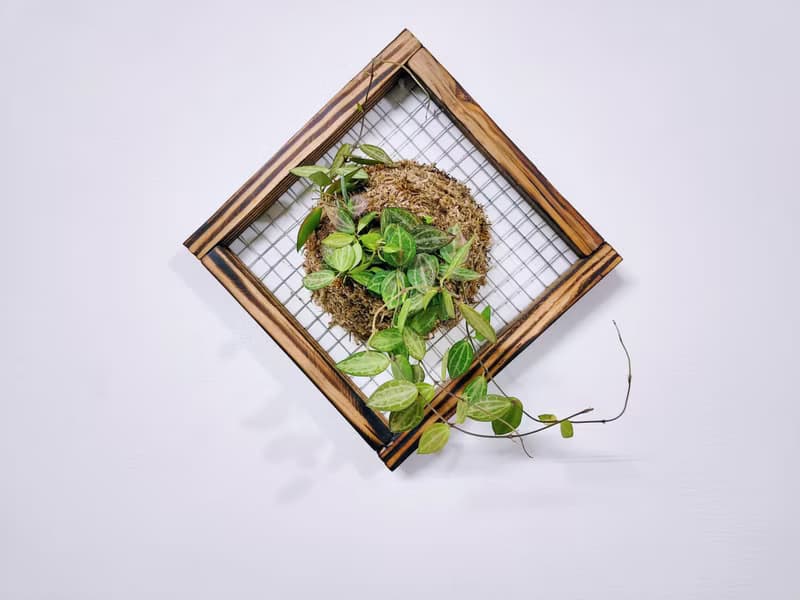 西瓜藤板植│室內植物│窗邊植物│觀葉植物