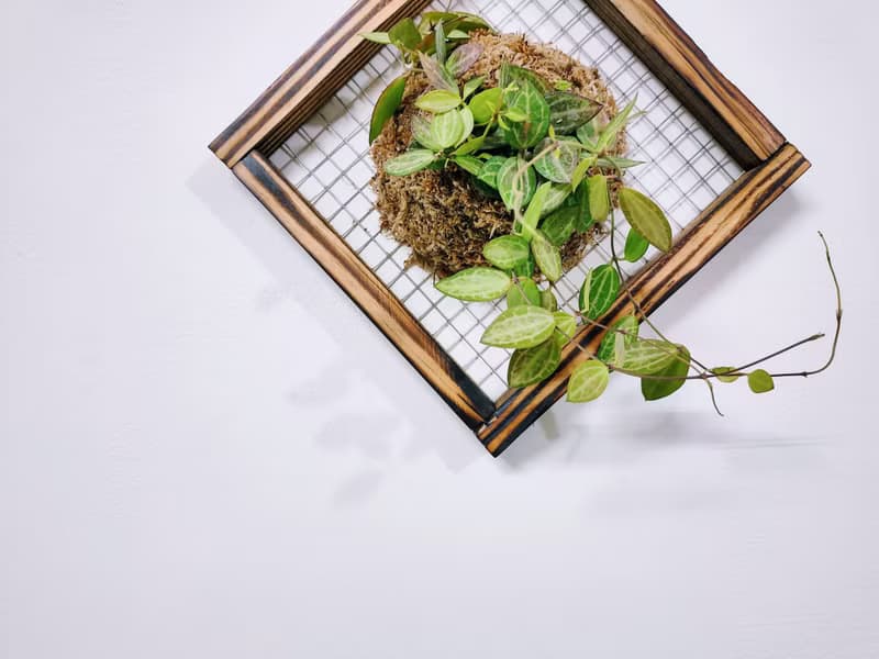 西瓜藤板植│室內植物│窗邊植物│觀葉植物