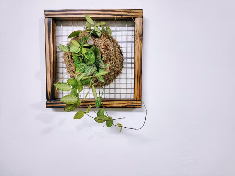 西瓜藤板植│室內植物│窗邊植物│觀葉植物