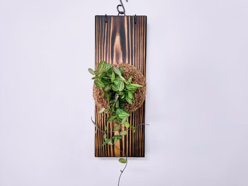 西瓜藤板植│室內植物│窗邊植物│觀葉植物