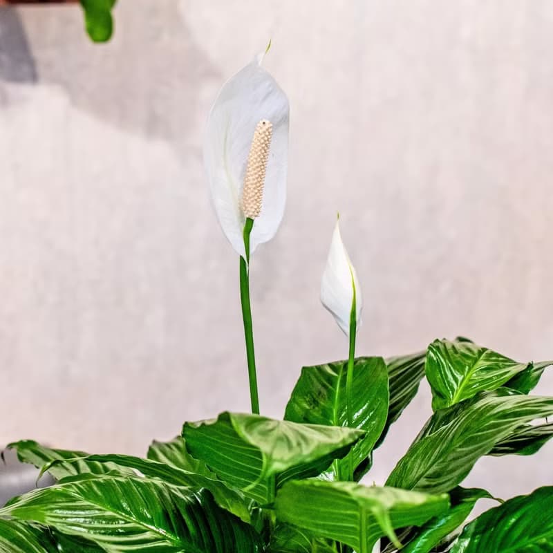白鶴芋盆栽 桌上盆栽 大樹葉紋 水泥盆栽  開幕送禮 喬遷禮物