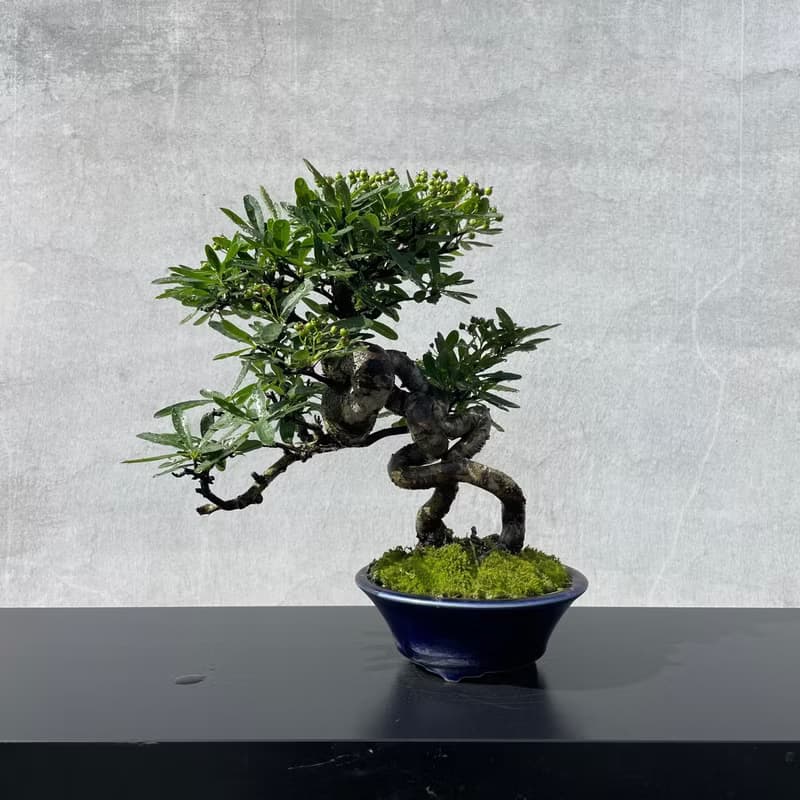 小品盆栽-露根狀元紅 盆景 送禮