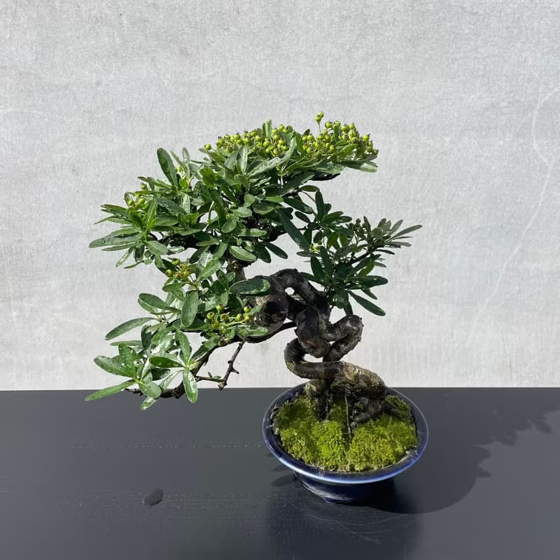 小品盆栽-露根狀元紅 盆景 送禮