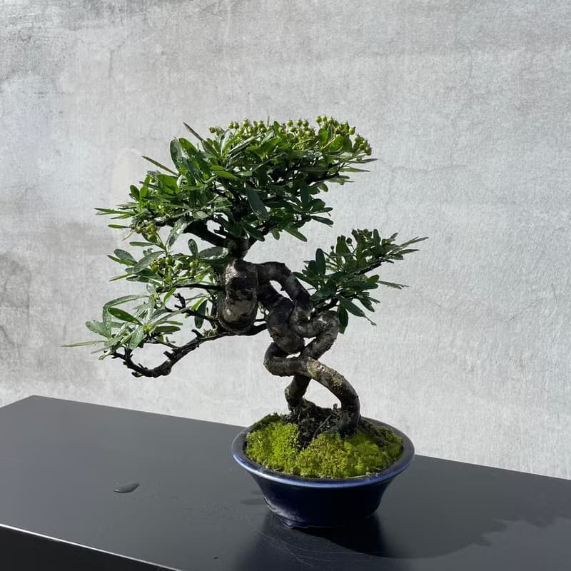 小品盆栽-露根狀元紅 盆景 送禮