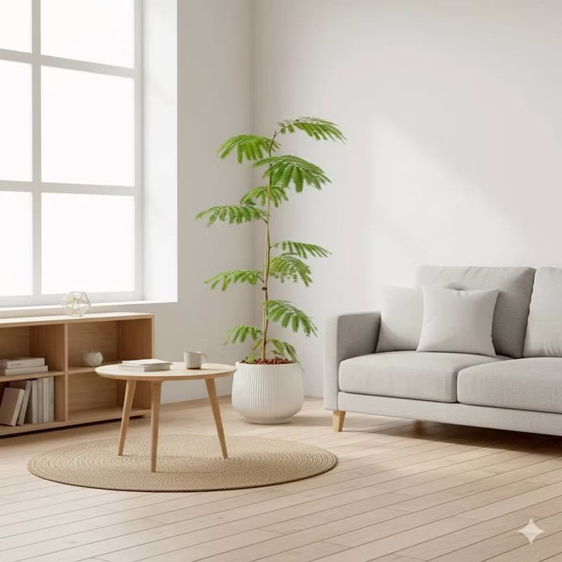 小豆樹線條寬陶盆栽 開幕盆栽 落地盆栽 送禮