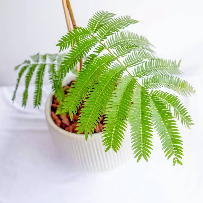 小豆樹線條寬陶盆栽 開幕盆栽 落地盆栽 送禮