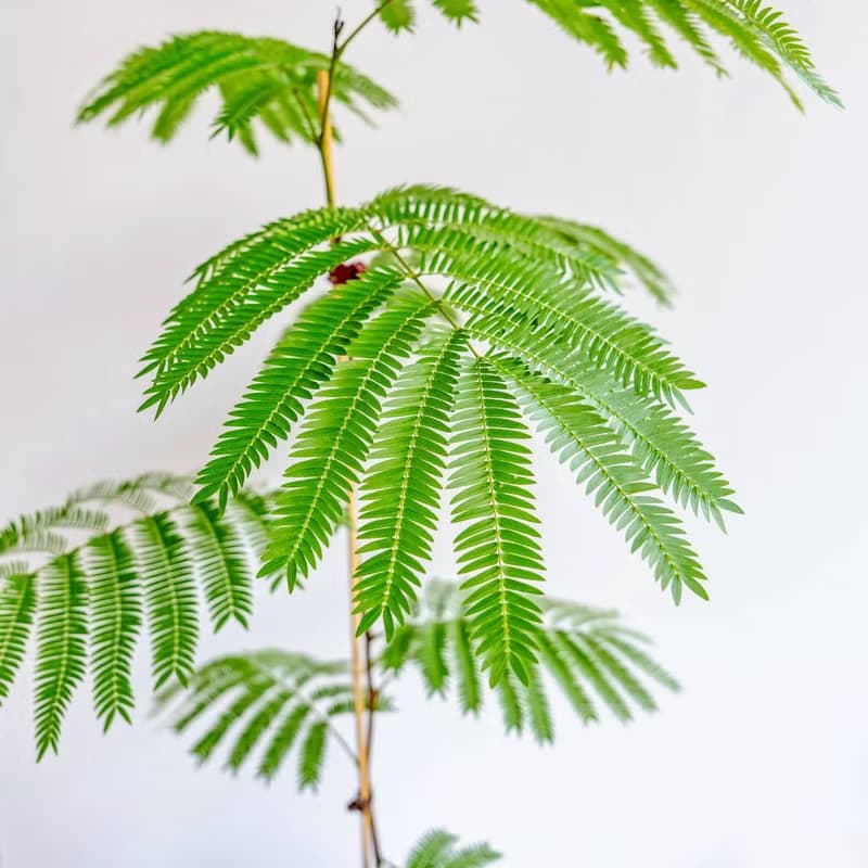 小豆樹線條寬陶盆栽 開幕盆栽 落地盆栽 送禮