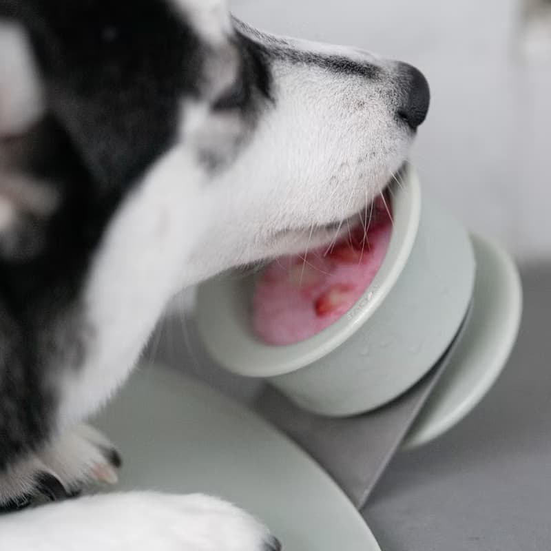 【Lunoji】 CHEWDEN 互動式慢食咀嚼座 - 三件組