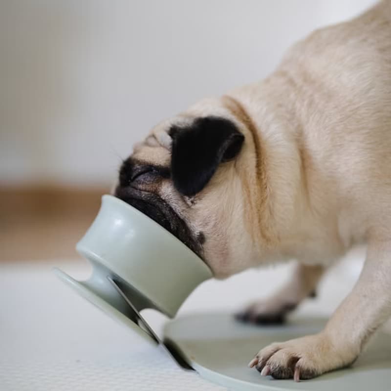 【Lunoji】 CHEWDEN 互動式慢食咀嚼座 - 三件組