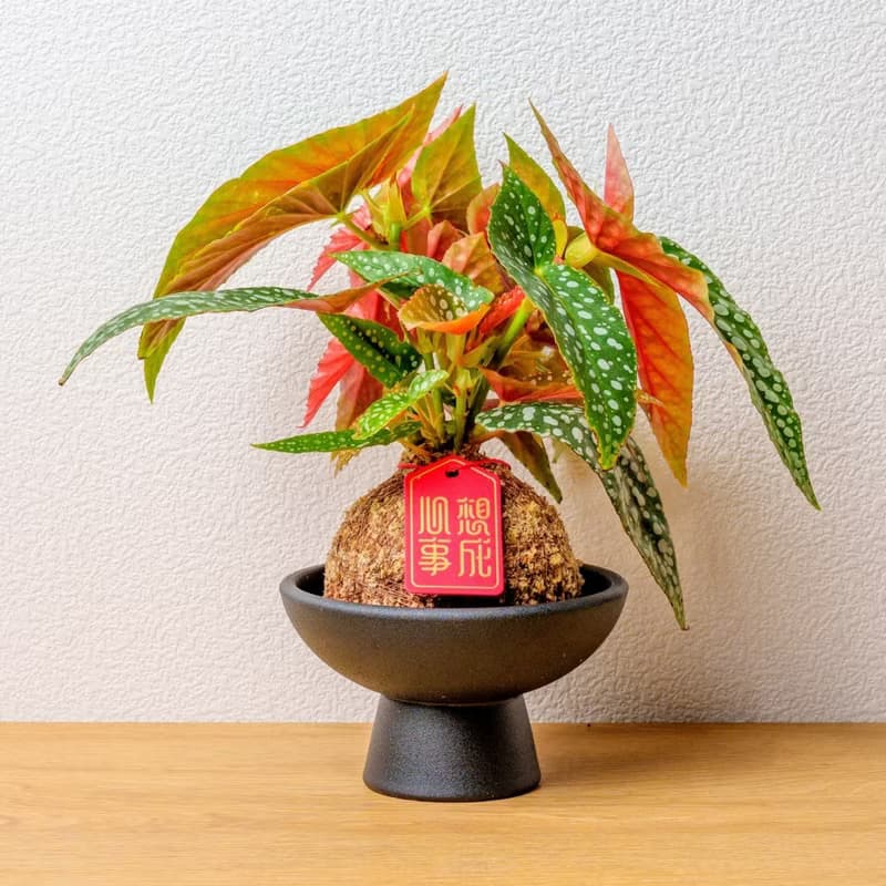 白冰秋海棠苔球 苔球植物 苔玉 室內植物 辦公室植物 交換禮物