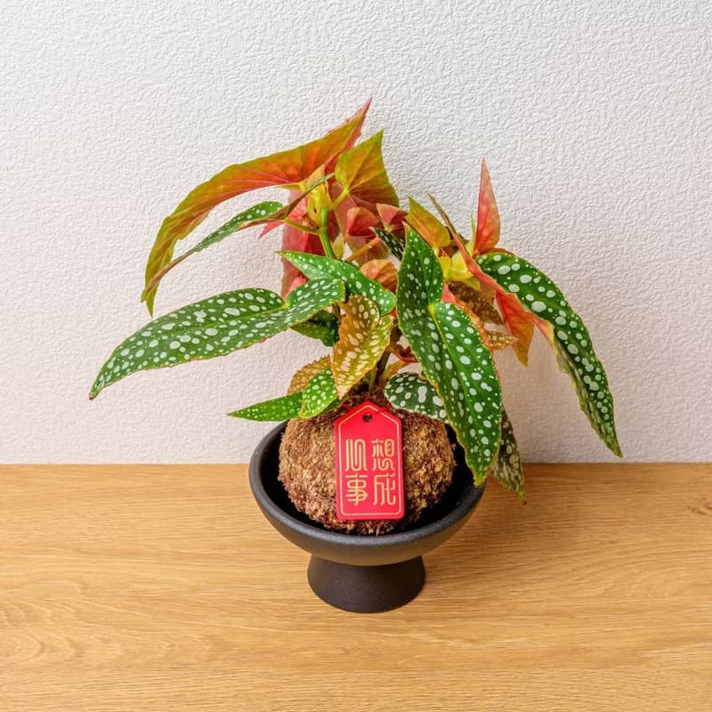白冰秋海棠苔球 苔球植物 苔玉 室內植物 辦公室植物 交換禮物