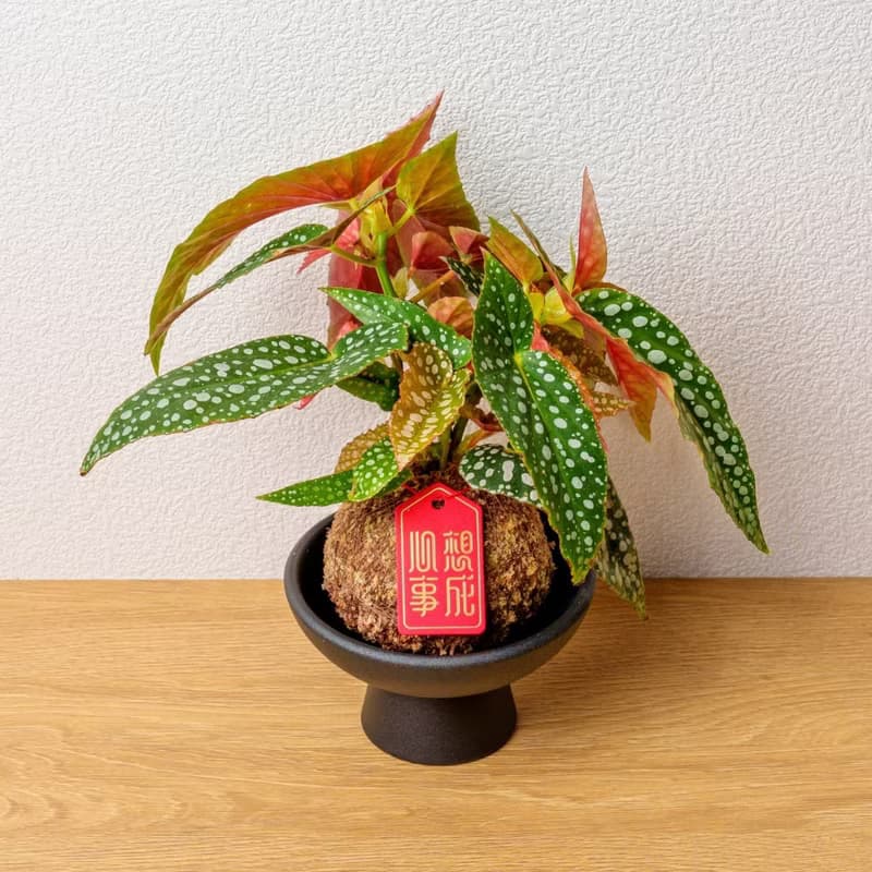 白冰秋海棠苔球 苔球植物 苔玉 室內植物 辦公室植物 交換禮物