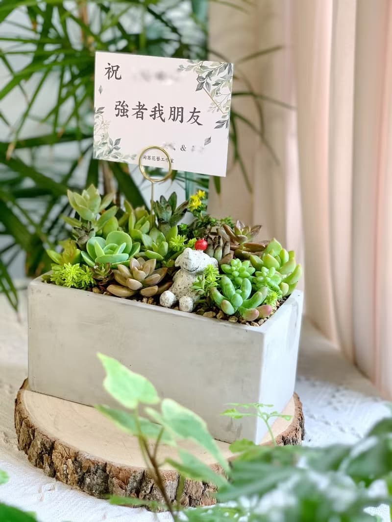 【開幕賀禮】水泥多肉組盆-長方形款.新居落成.升官喬遷