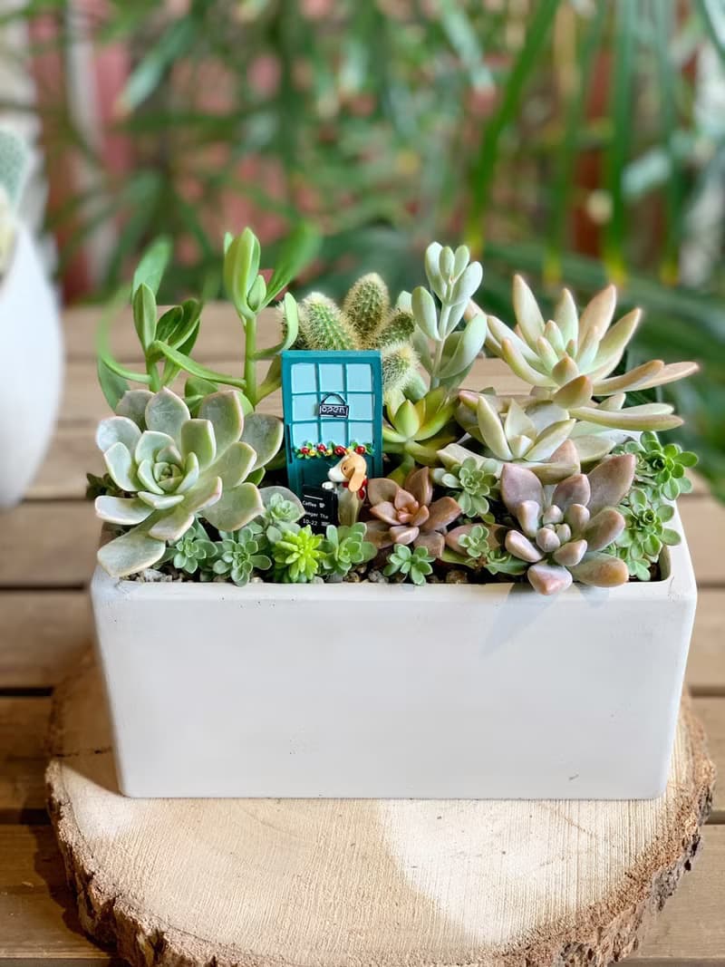 【開幕賀禮】水泥多肉組盆-長方形款.新居落成.升官喬遷