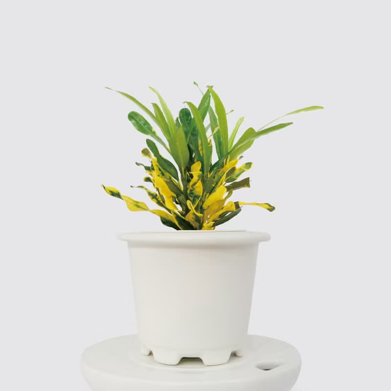 │ 窯瓷系列 │ 金鑽變葉木 - 莫蘭迪 瓷器 水耕盆栽 室內植物