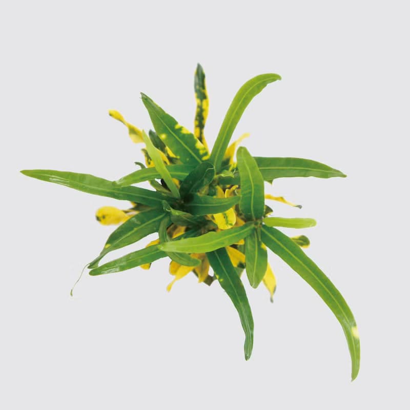 │ 窯瓷系列 │ 金鑽變葉木 - 莫蘭迪 瓷器 水耕盆栽 室內植物