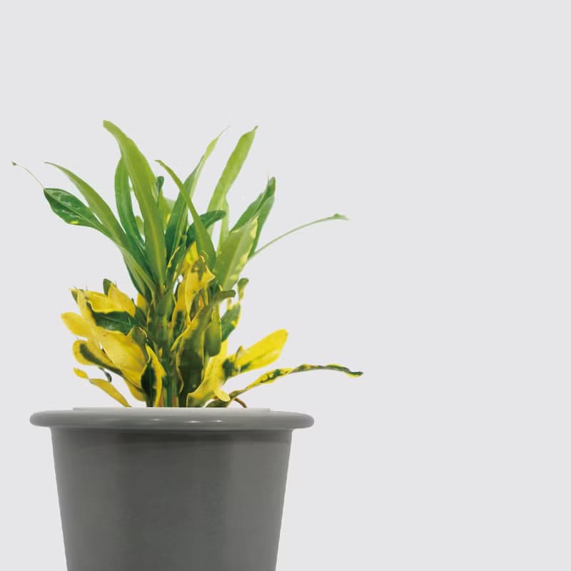 │ 窯瓷系列 │ 金鑽變葉木 - 莫蘭迪 瓷器 水耕盆栽 室內植物