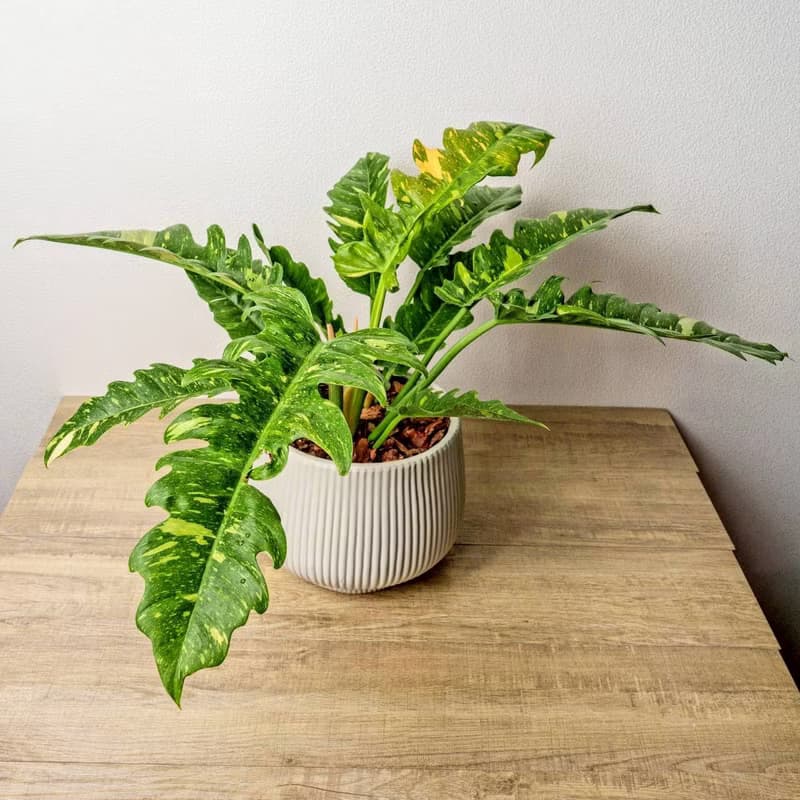 火之戒蔓綠絨線條寬陶盆栽 開幕盆栽 桌上盆栽 送禮