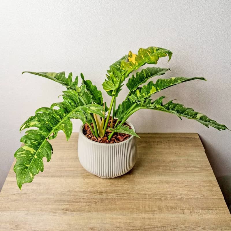 火之戒蔓綠絨線條寬陶盆栽 開幕盆栽 桌上盆栽 送禮