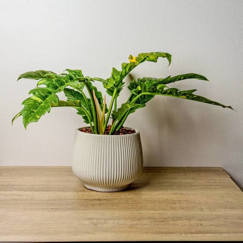火之戒蔓綠絨線條寬陶盆栽 開幕盆栽 桌上盆栽 送禮