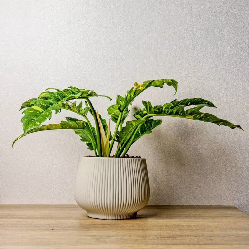 火之戒蔓綠絨線條寬陶盆栽 開幕盆栽 桌上盆栽 送禮