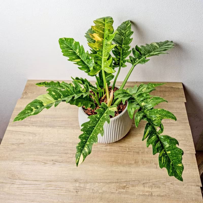 火之戒蔓綠絨線條寬陶盆栽 開幕盆栽 桌上盆栽 送禮