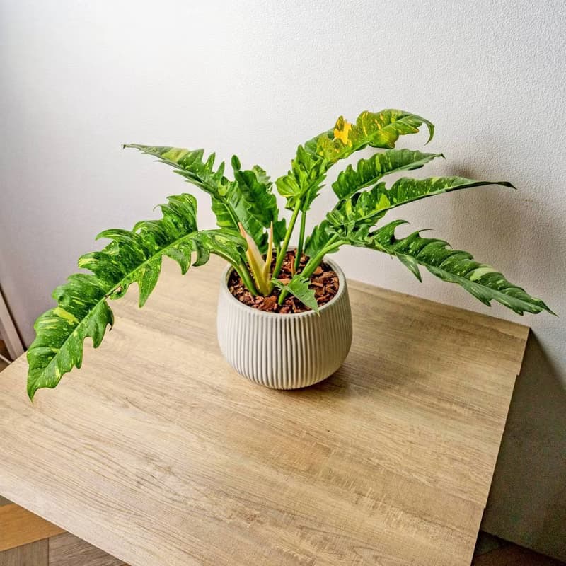 火之戒蔓綠絨線條寬陶盆栽 開幕盆栽 桌上盆栽 送禮