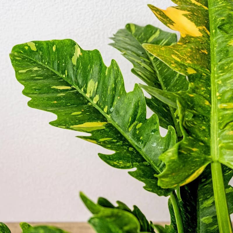 火之戒蔓綠絨線條寬陶盆栽 開幕盆栽 桌上盆栽 送禮