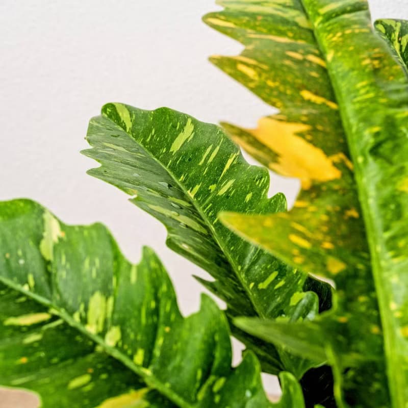 火之戒蔓綠絨線條寬陶盆栽 開幕盆栽 桌上盆栽 送禮