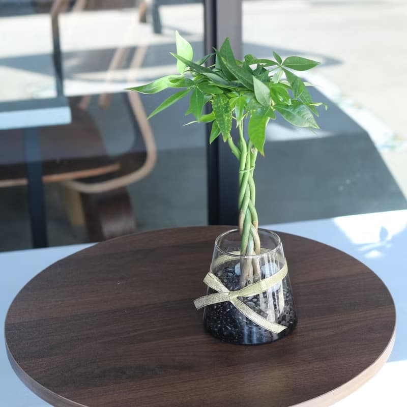 水培植栽│2024慶新年 發財樹_室內植物 辦公室盆栽 植栽盆栽