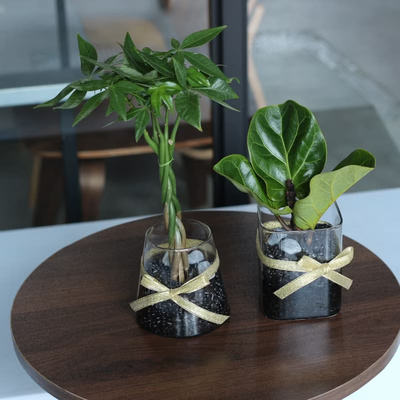 水培植栽│2024慶新年 發財樹_室內植物 辦公室盆栽 植栽盆栽