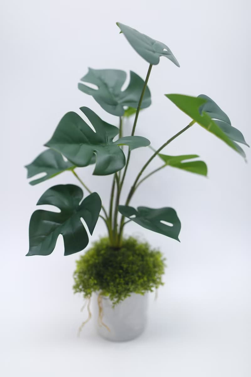 擬真龜背芋 電信蘭香氛植栽 高款/擬真植物/人造盆栽/綠化/佈置