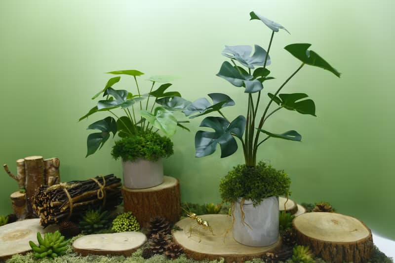 擬真龜背芋 電信蘭香氛植栽 高款/擬真植物/人造盆栽/綠化/佈置