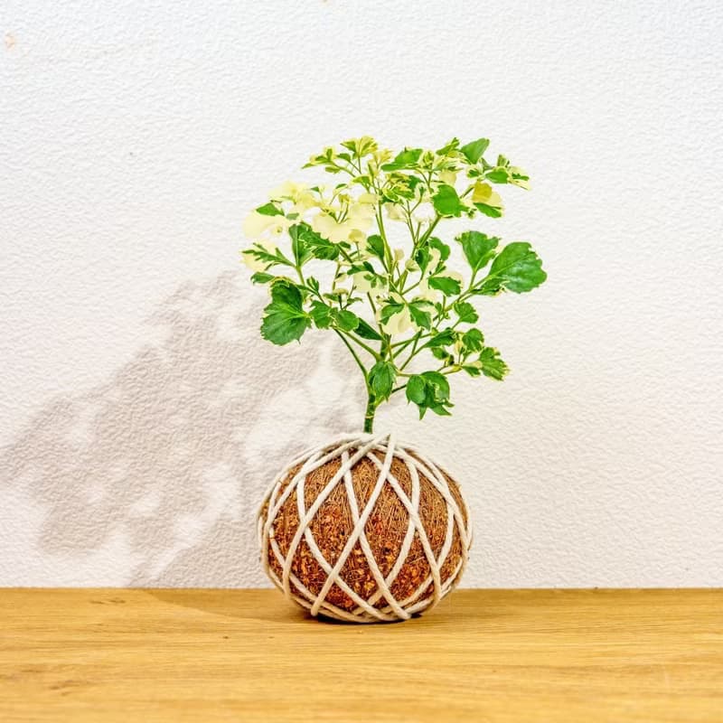 苔球植物 花葉福祿桐苔球 苔玉 禮物 送禮 桌上盆栽