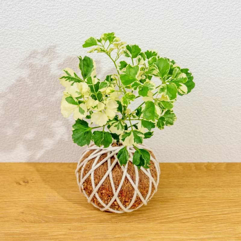 苔球植物 花葉福祿桐苔球 苔玉 禮物 送禮 桌上盆栽