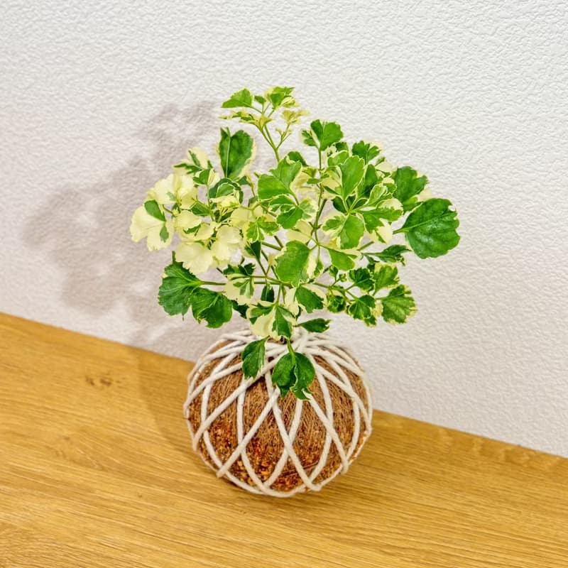 苔球植物 花葉福祿桐苔球 苔玉 禮物 送禮 桌上盆栽