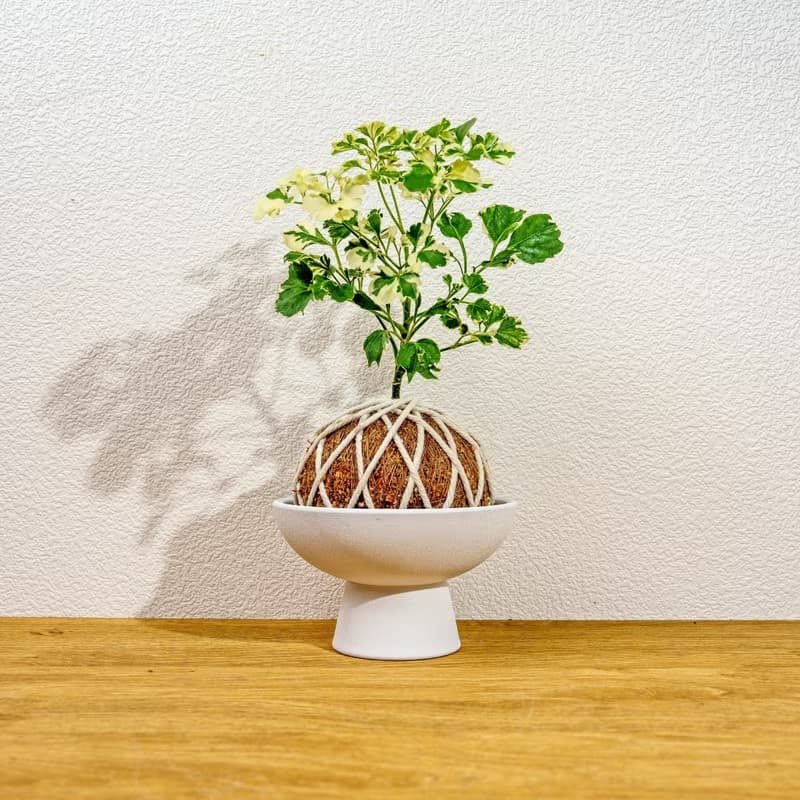 苔球植物 花葉福祿桐苔球 苔玉 禮物 送禮 桌上盆栽