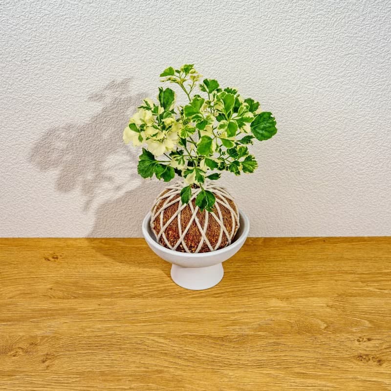 苔球植物 花葉福祿桐苔球 苔玉 禮物 送禮 桌上盆栽
