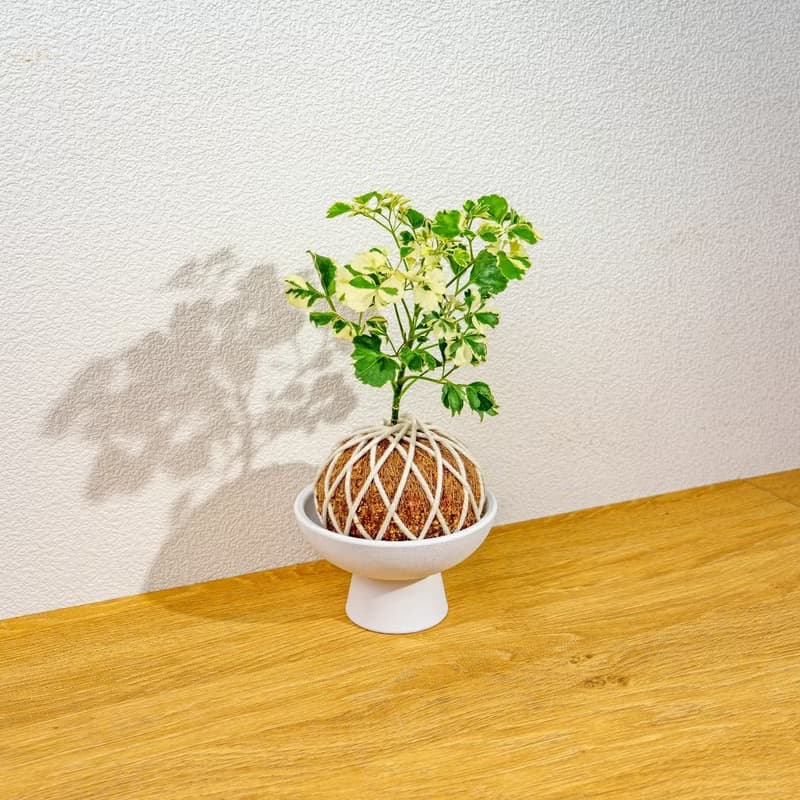 苔球植物 花葉福祿桐苔球 苔玉 禮物 送禮 桌上盆栽