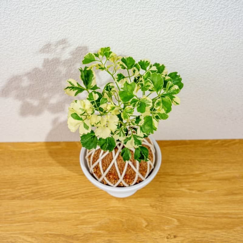 苔球植物 花葉福祿桐苔球 苔玉 禮物 送禮 桌上盆栽