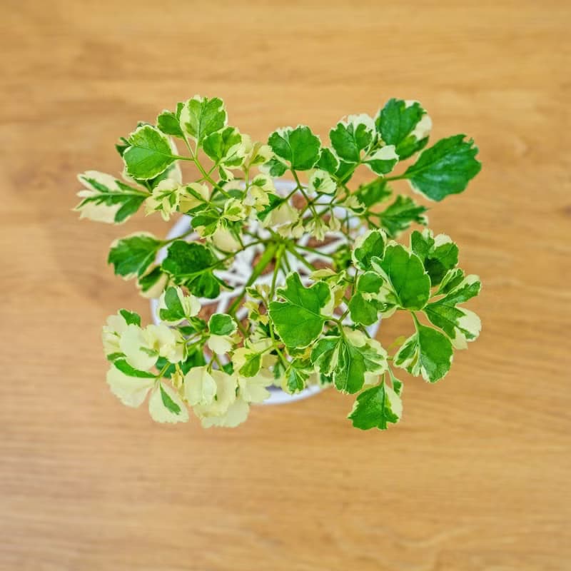 苔球植物 花葉福祿桐苔球 苔玉 禮物 送禮 桌上盆栽
