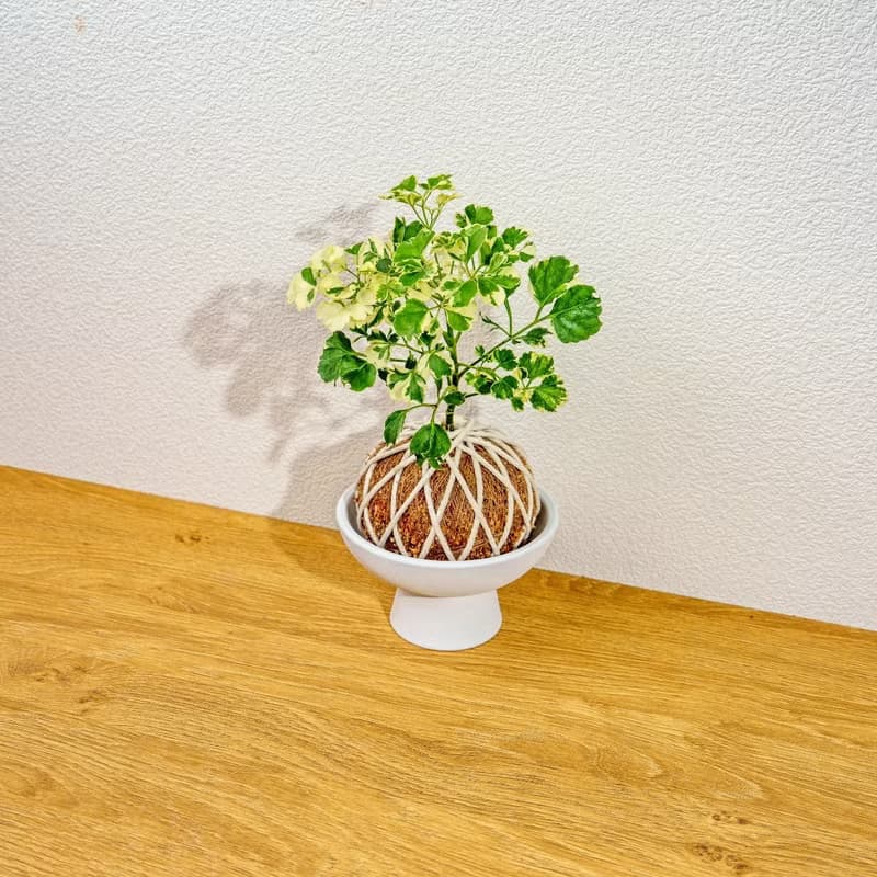 苔球植物 花葉福祿桐苔球 苔玉 禮物 送禮 桌上盆栽