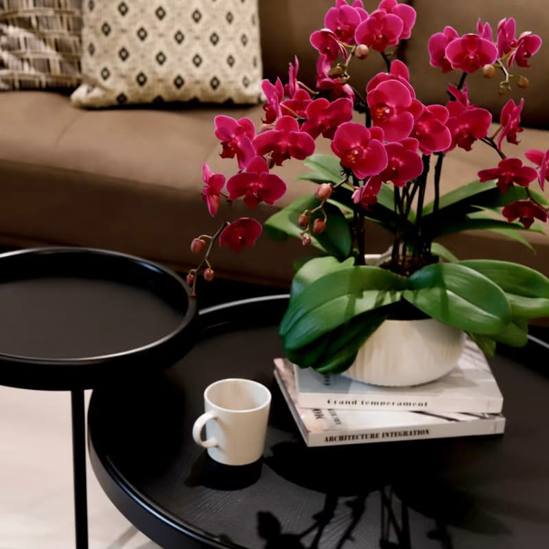 【蘭花盆栽】嫣紅(大) 蝴蝶蘭盆栽 開幕送禮 升遷送禮 母親節禮物