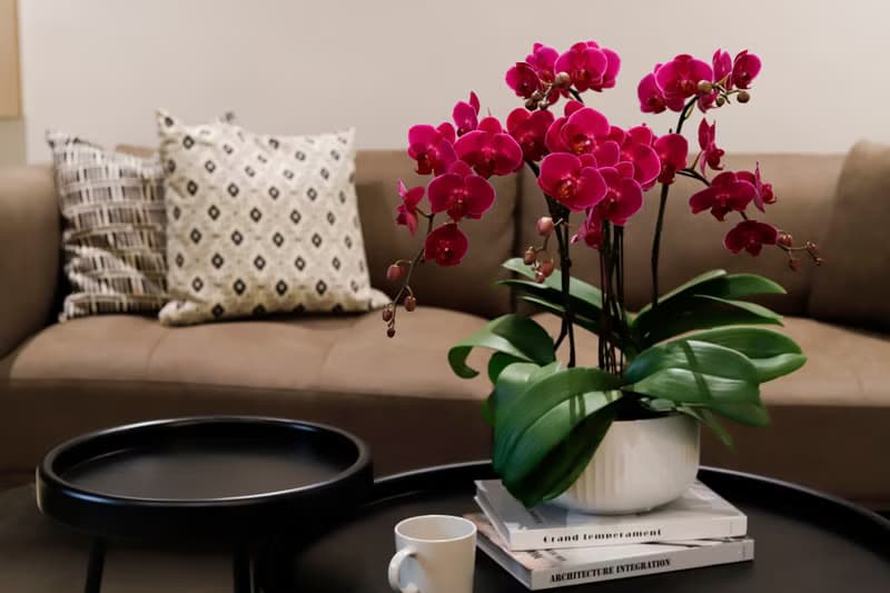 【蘭花盆栽】嫣紅(大) 蝴蝶蘭盆栽 開幕送禮 升遷送禮 母親節禮物