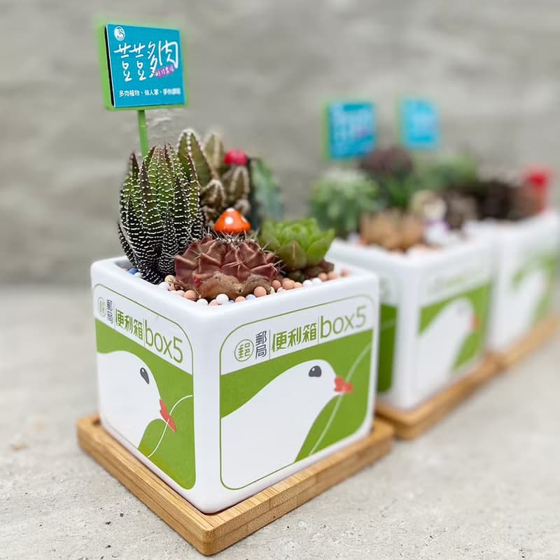 【荳荳多肉】【郵局小白鴿植栽組合】喬遷│送禮│升遷│多肉植物