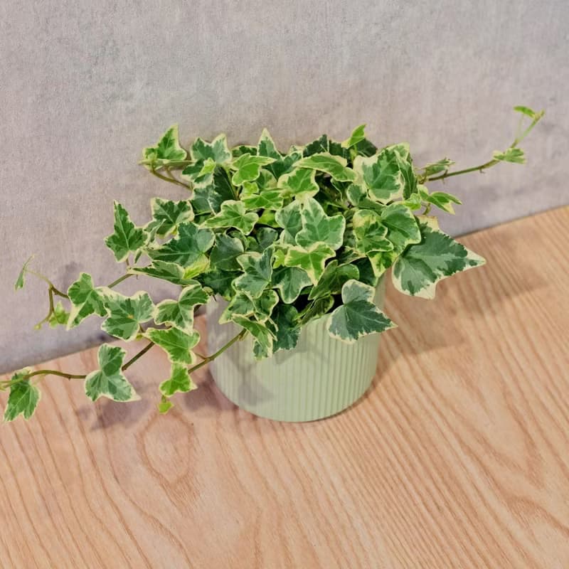 常春藤 莫蘭迪色系直紋陶盆 室內植物 觀葉植物 禮物 盆栽