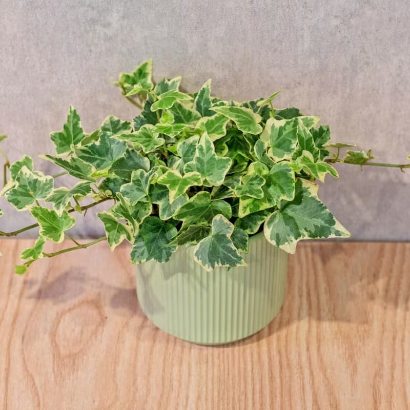 常春藤 莫蘭迪色系直紋陶盆 室內植物 觀葉植物 禮物 盆栽