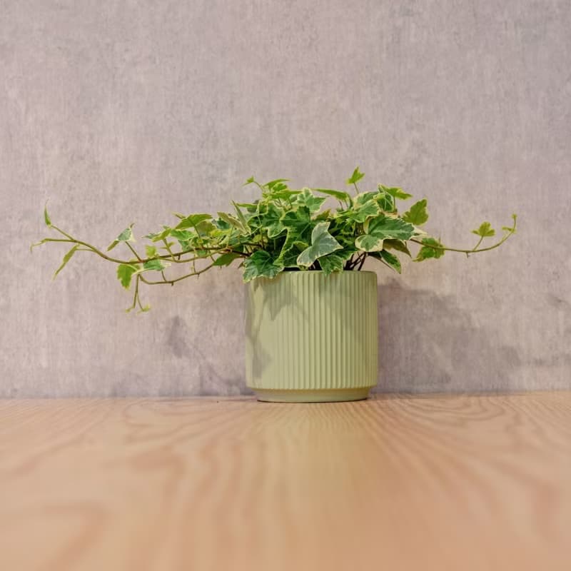 常春藤 莫蘭迪色系直紋陶盆 室內植物 觀葉植物 禮物 盆栽